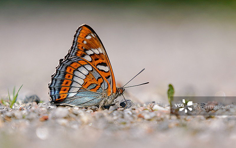 蝴蝶在花上的特写图片素材