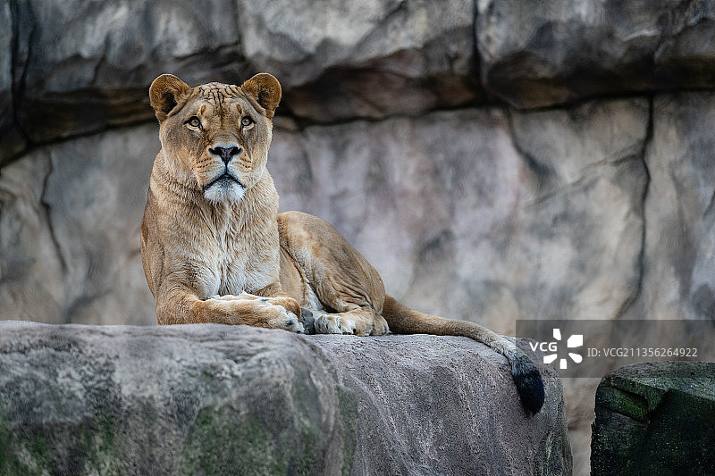 两只狮子在德国德累斯顿休息图片素材