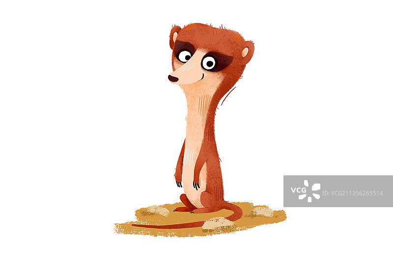 可爱动物细尾獴图片素材