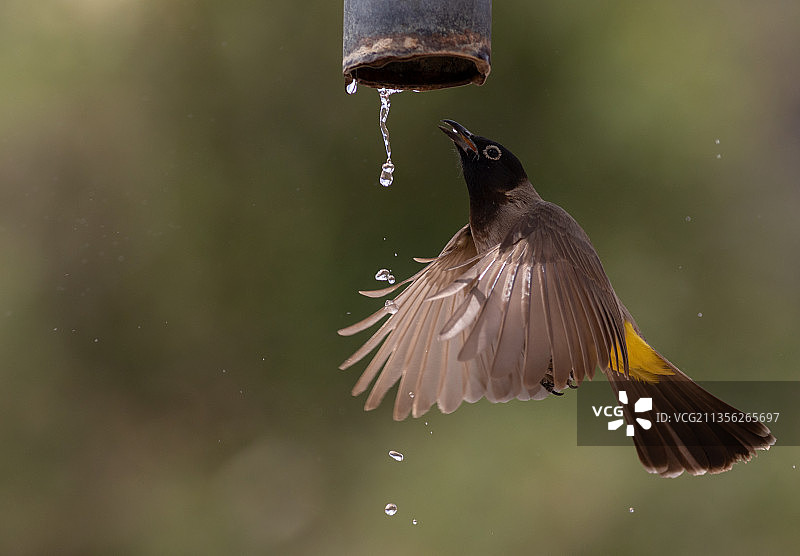 阿曼塞拉莱热带鸟饮水特写图片素材