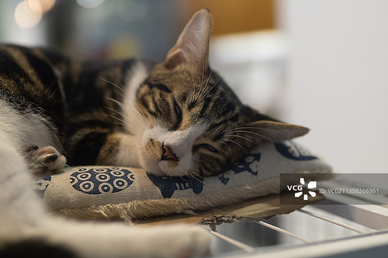 猫睡觉的特写镜头图片素材