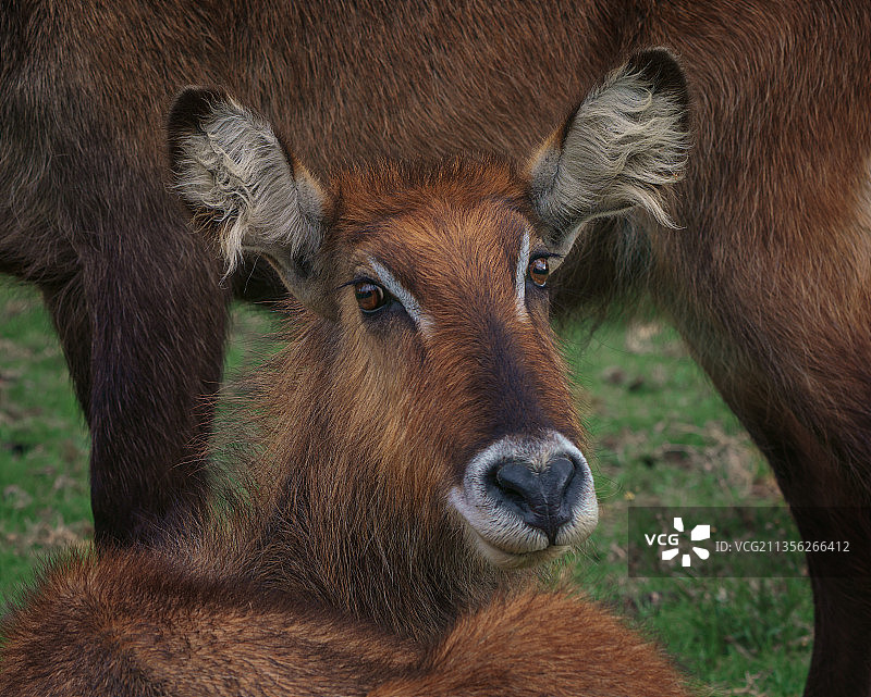 奶牛的特写图片素材