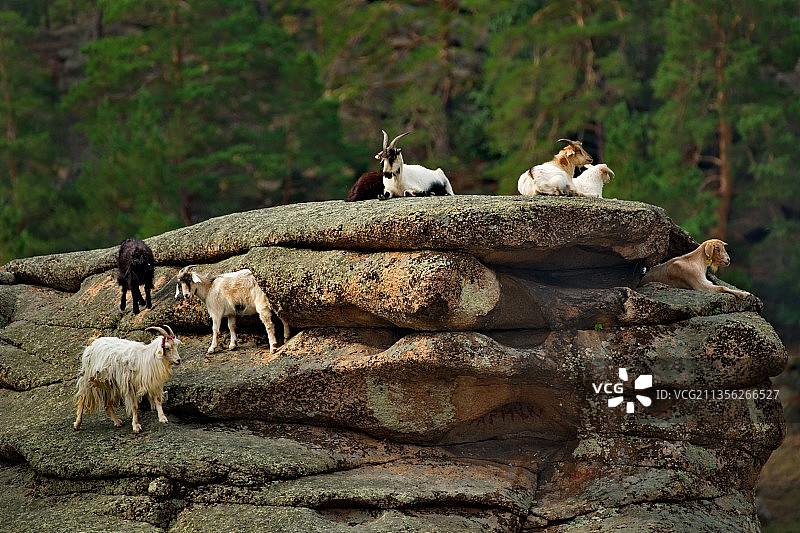 巴亚纳乌尔岩石上的山羊图片素材