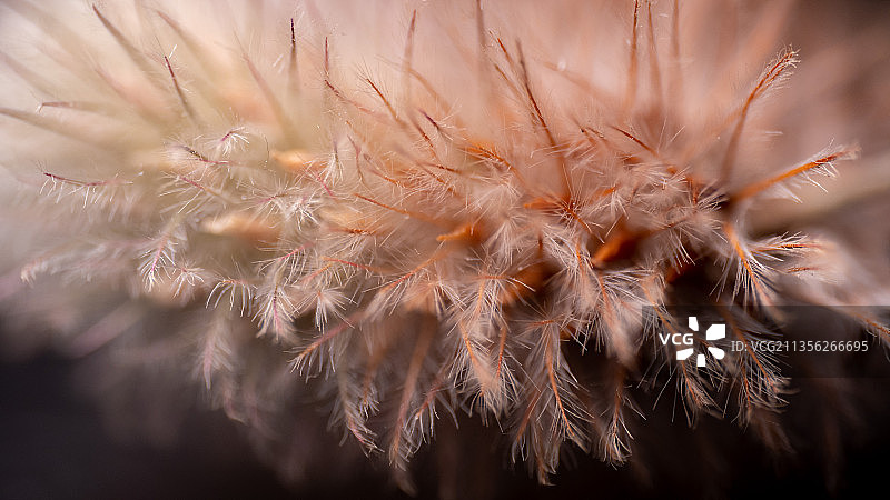 植物上蒲公英的特写图片素材