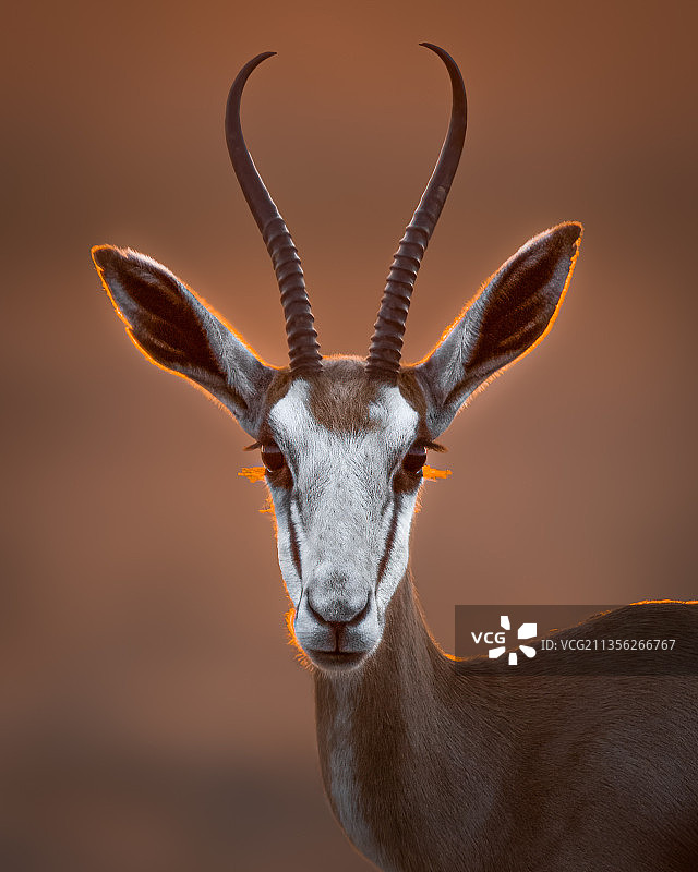 日落时分站在天空下的鹿的肖像，南非图片素材