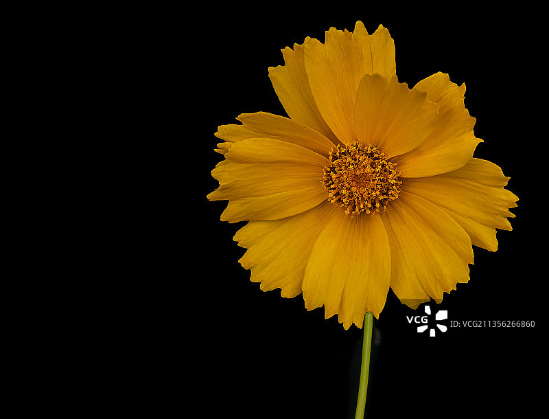特写：黑色背景下的黄色波斯菊，南非图片素材