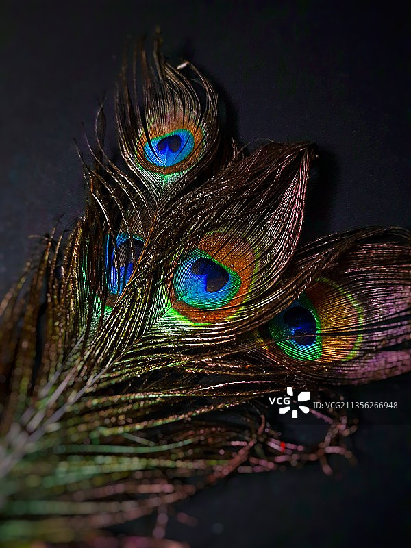 孔雀羽毛特写，印度泰米尔纳德邦金奈图片素材