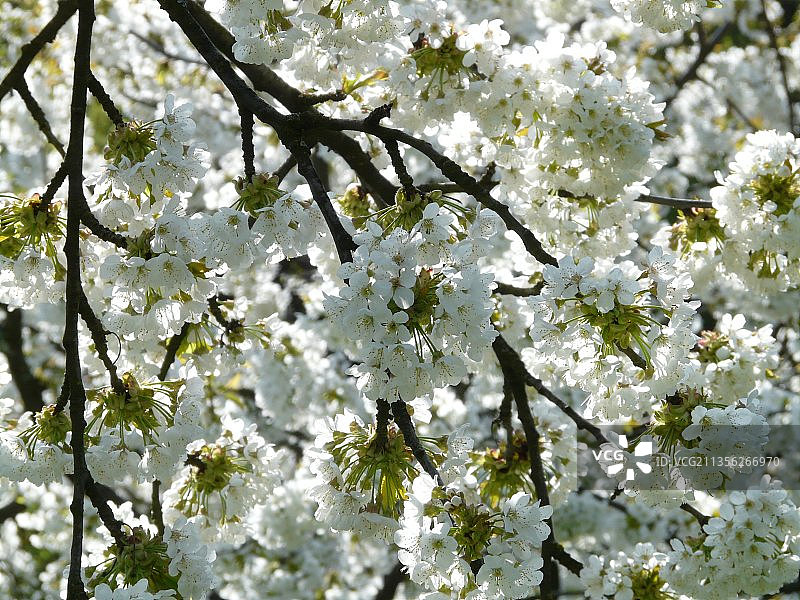 春天白色樱花的特写图片素材