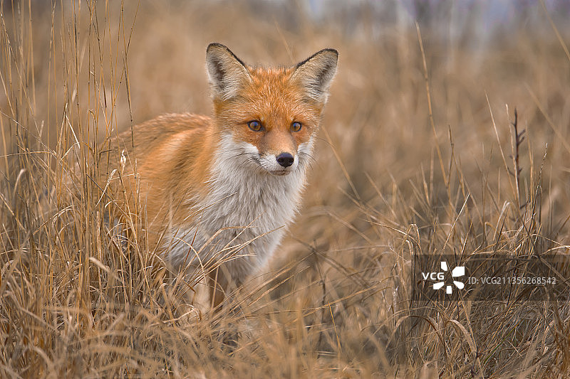 罗马尼亚陆地上红狐的画像图片素材