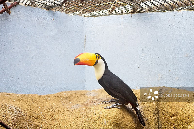 栖息在墙上的巨嘴鸟特写图片素材