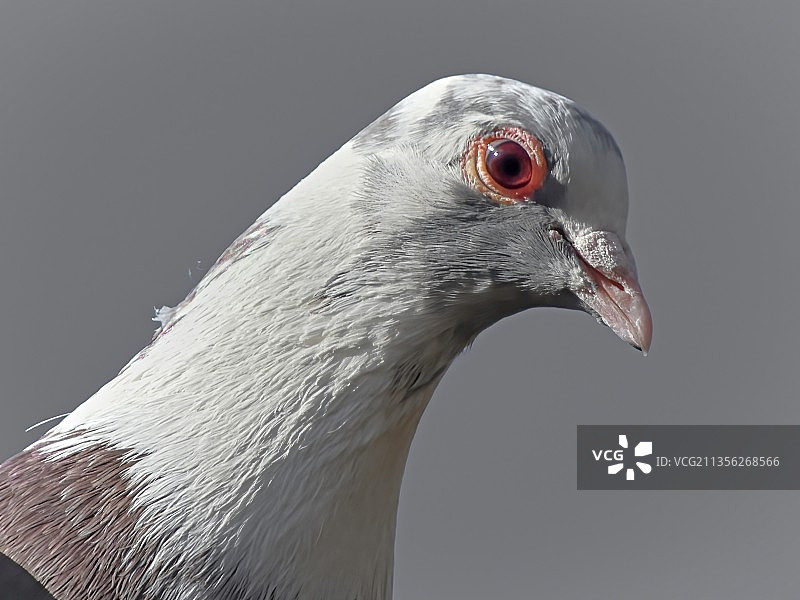 灰色背景下的鸽子特写图片素材