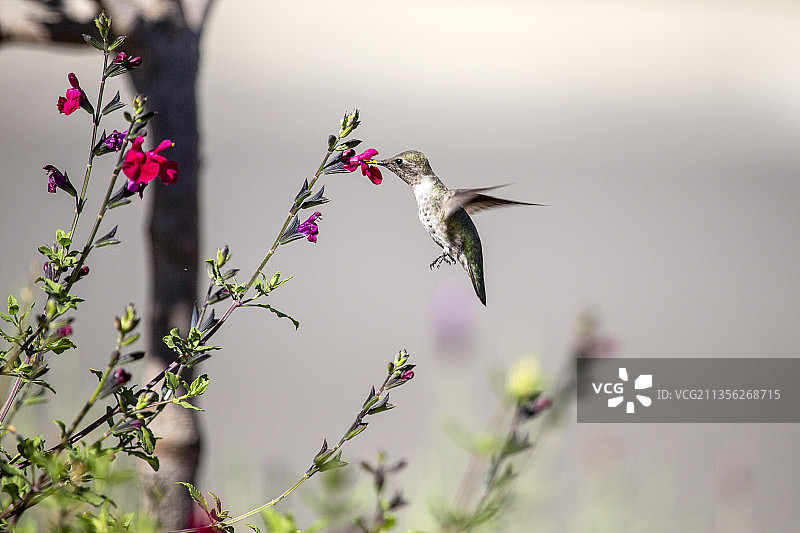 安娜蜂鸟在花丛中飞舞特写图片素材