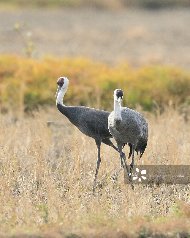 鹤站在田野上的侧面照图片素材