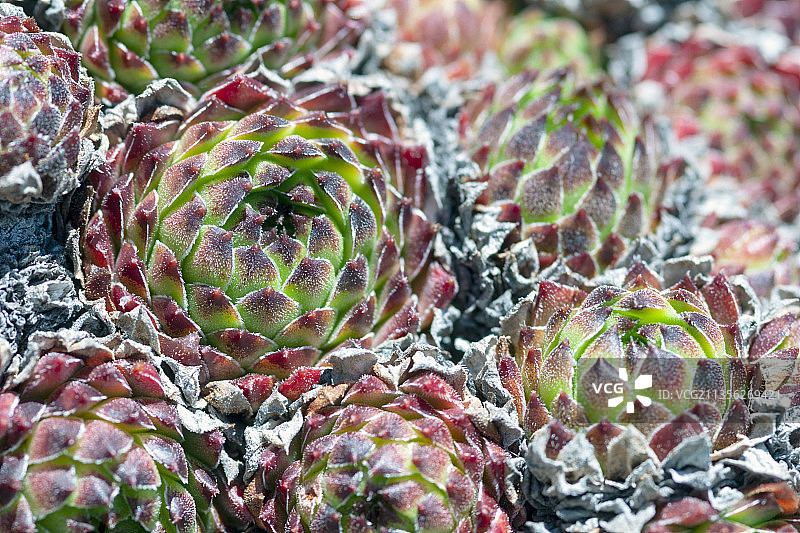 多肉植物全画幅图片素材