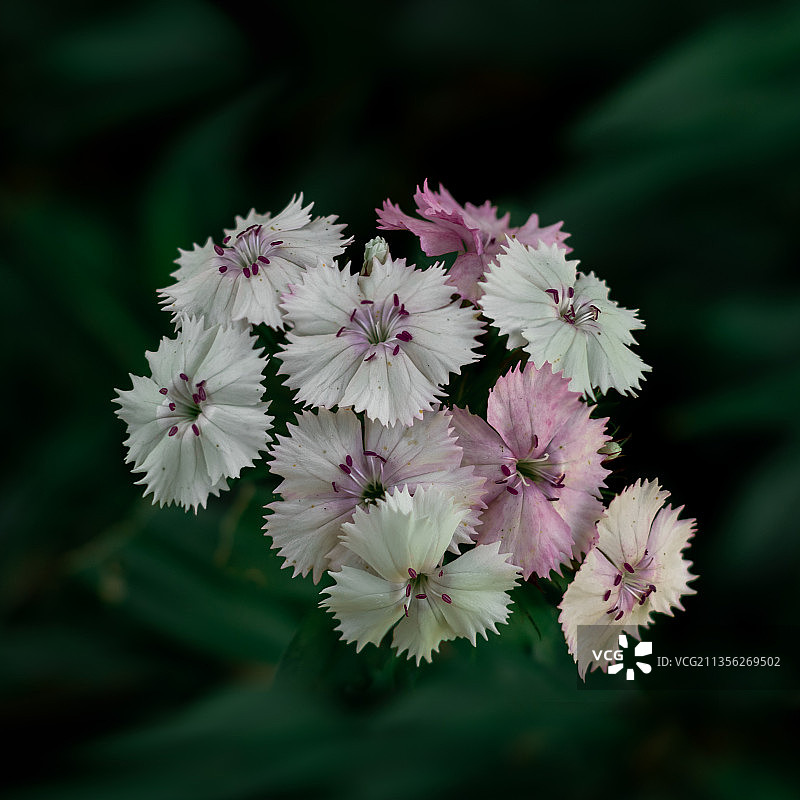 波兰的白色开花植物特写图片素材