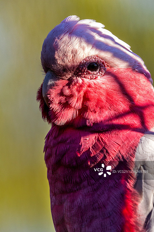 鹦鹉特写图片素材