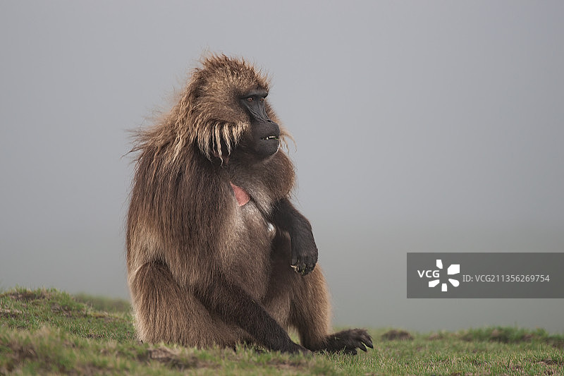 狒狒坐在田野上，以天空为背景的特写图片素材