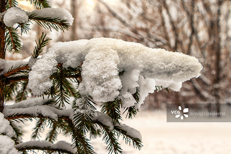 俄罗斯冬季树上的雪特写图片素材