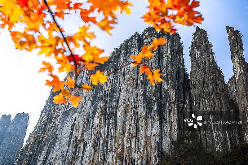 湖北恩施大峡谷红叶掩峰林秋色醉游人图片素材