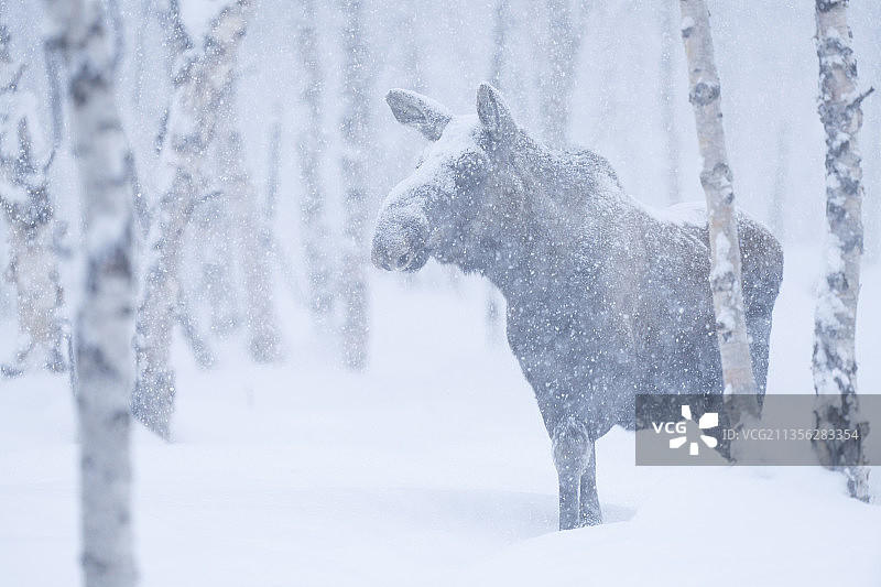 冬季雪地里的驼鹿图片素材