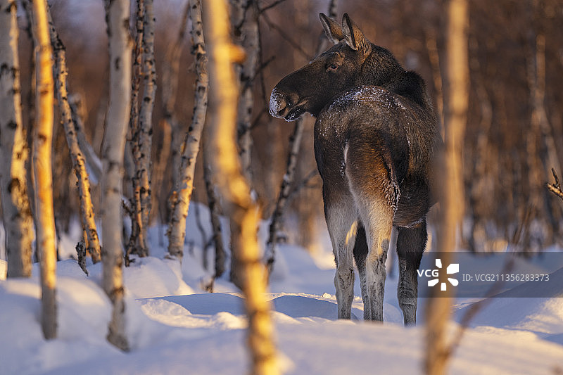 冬季雪地里的驼鹿图片素材