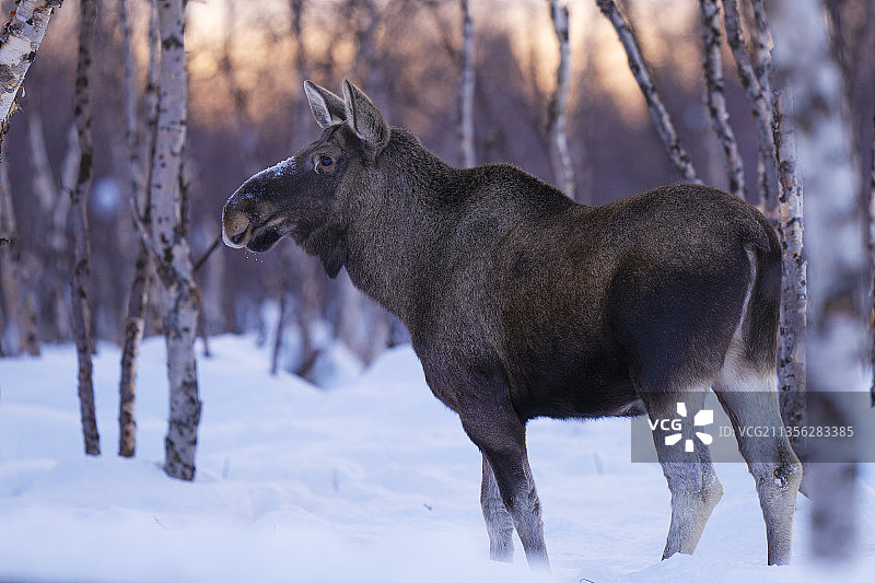 冬季雪地里的驼鹿图片素材