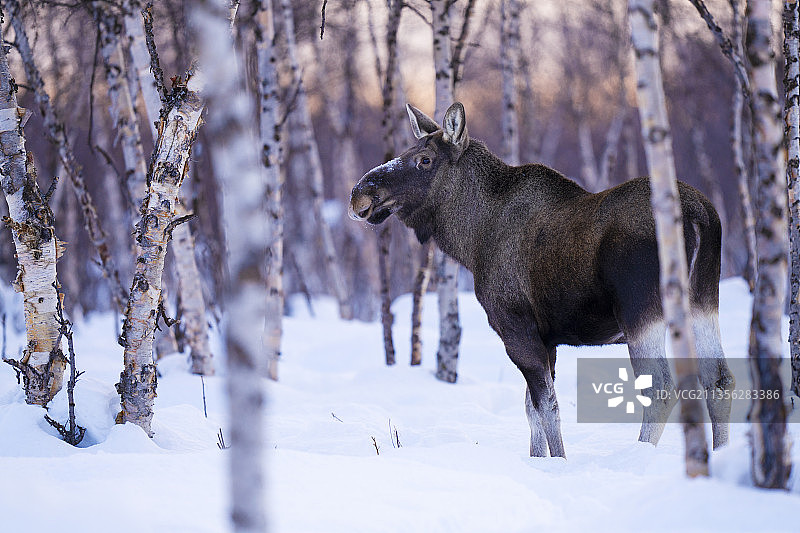 冬季雪地里的驼鹿图片素材