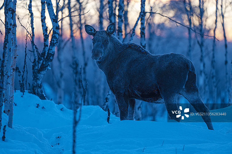 冬季雪地里的驼鹿图片素材