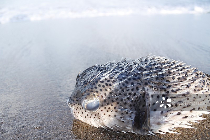 墨西哥纳亚里特海滩岩石上的海豹特写图片素材
