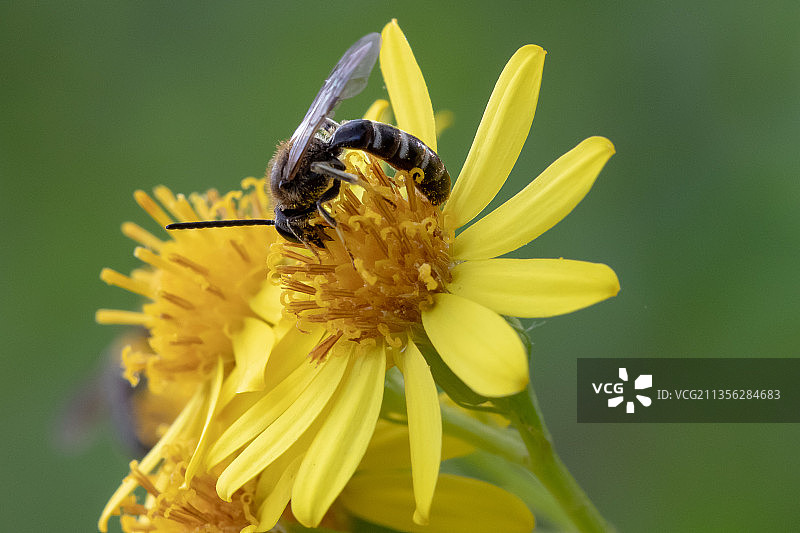 蜜蜂在黄色花朵上的特写，科巴姆，英国图片素材