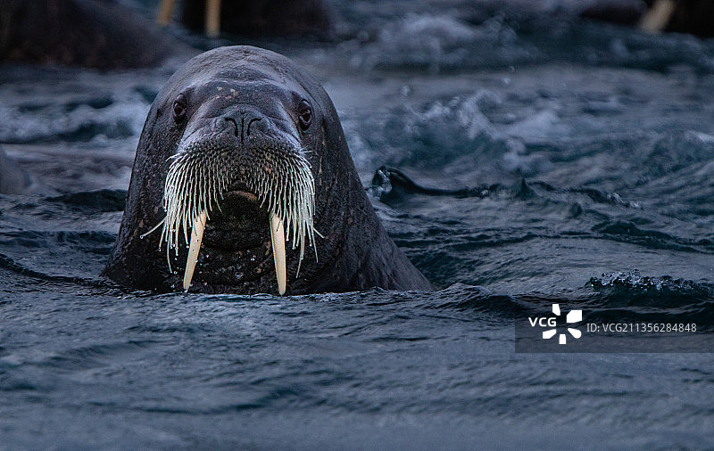 海中游泳的大象特写图片素材