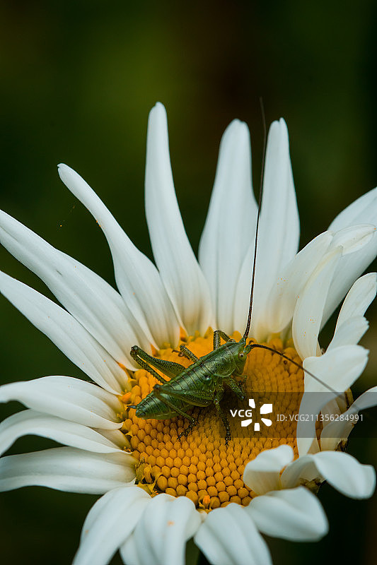 花朵上的昆虫特写，泰基尔达，土耳其图片素材