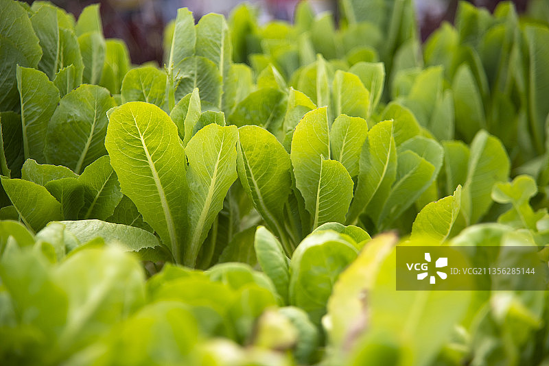 新鲜绿色植物特写图片素材