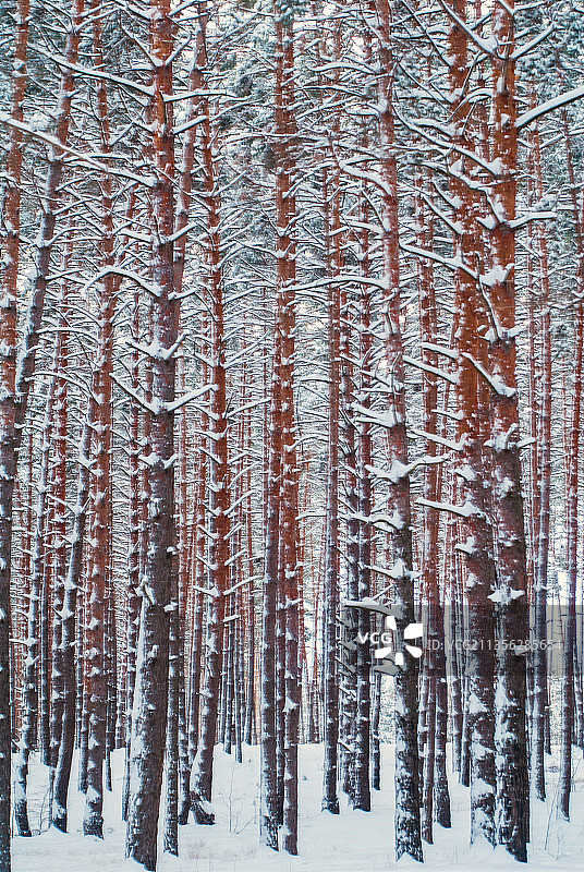 冬季松树林全景图片素材