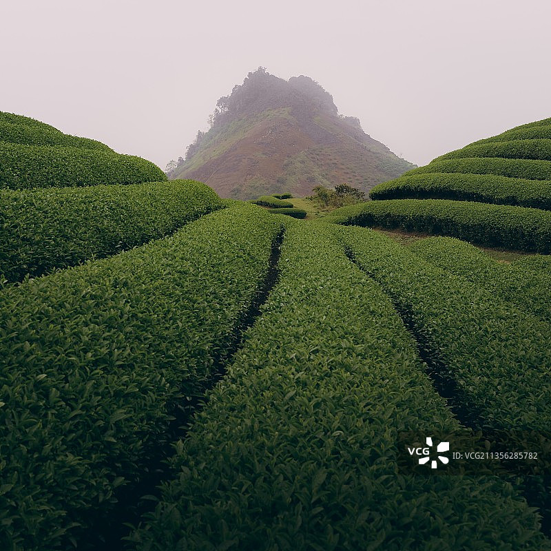 以天空为背景的壮丽茶园景色图片素材