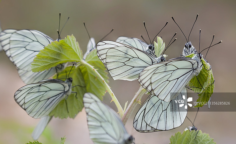 蝴蝶特写，土耳其图片素材