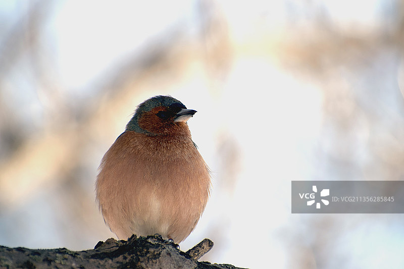 鸟儿栖息在树上的特写镜头图片素材