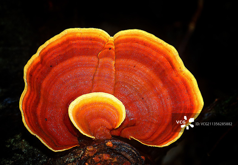 澳大利亚昆士兰州树叶上的蜗牛特写图片素材