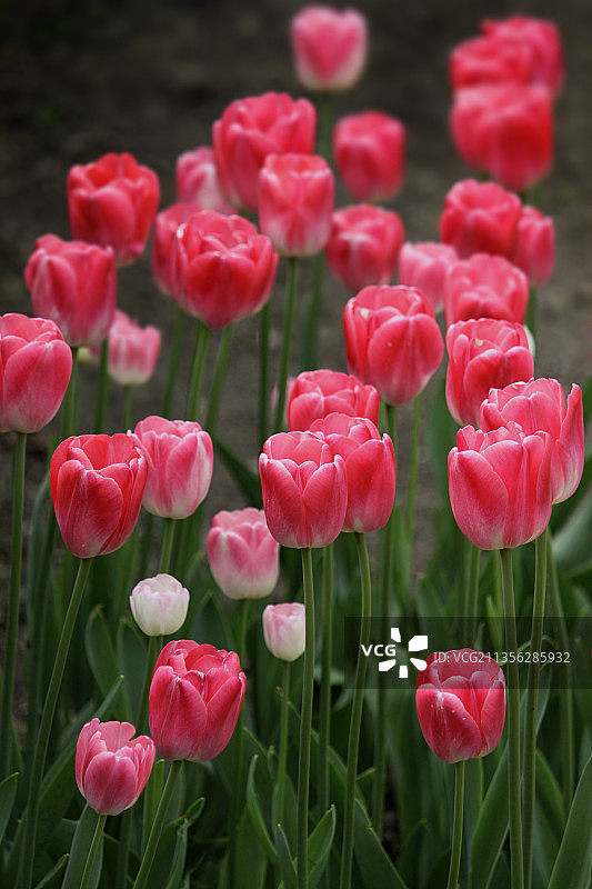 粉色郁金香特写，美国纽约图片素材