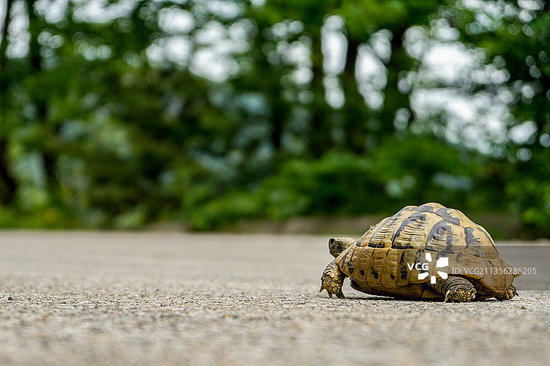 人行道上的乌龟壳特写图片素材