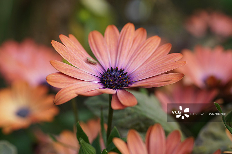 橙色植物特写图片素材