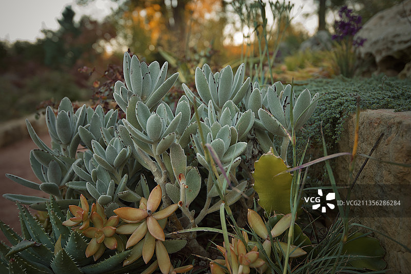 美国伊利诺伊州惠顿的田野多肉植物特写图片素材