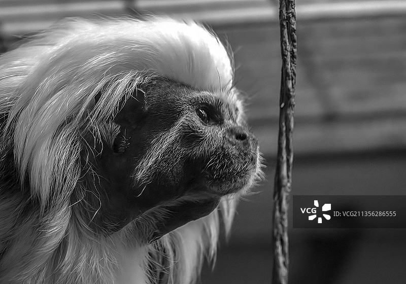 特写的狗图片素材