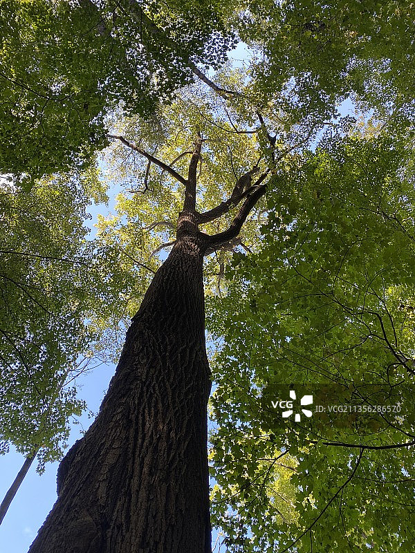 仰视俄亥俄州落基河的树木图片素材