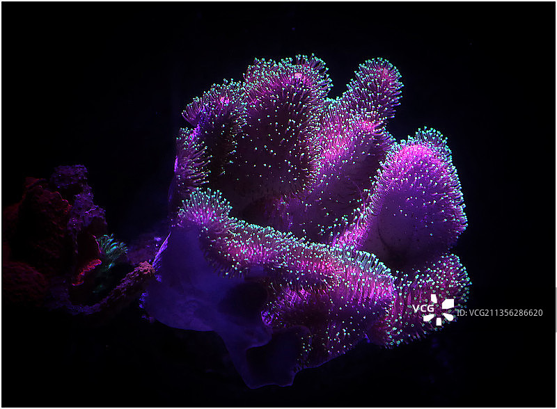 澳大利亚昆士兰州凯恩斯市的烟花图片素材