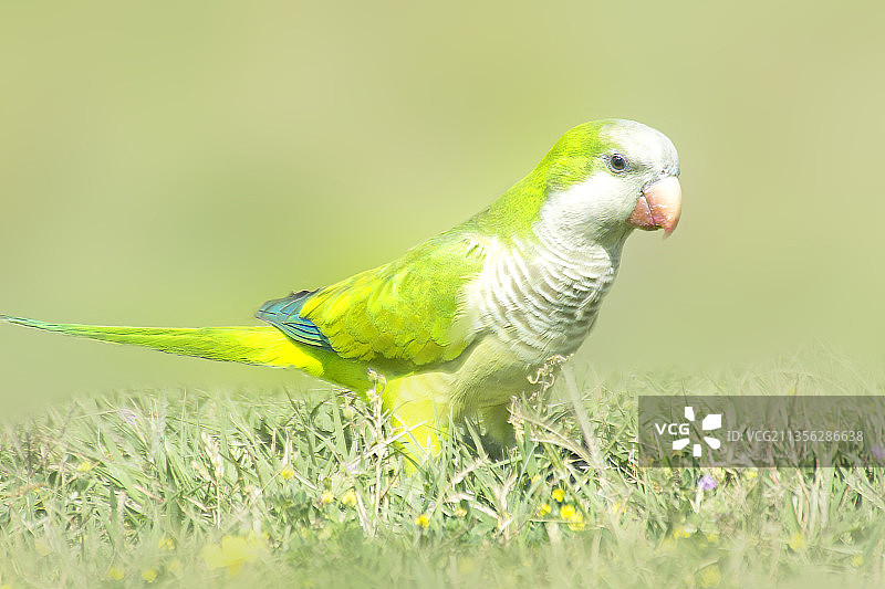 栖息在植物上的阿根廷鹦鹉特写图片素材