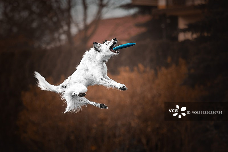 在田野上跳跃的纯种灰狗侧视图图片素材