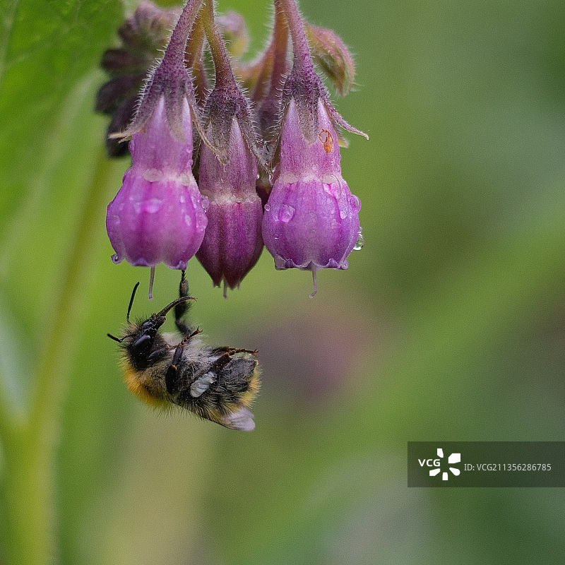紫色植物特写，英国索尔兹伯里图片素材