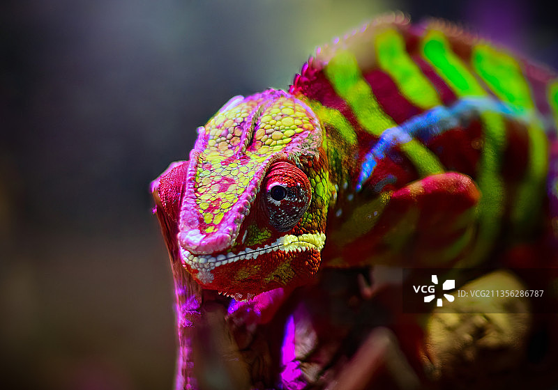 植物上的变色龙特写，俄罗斯图片素材
