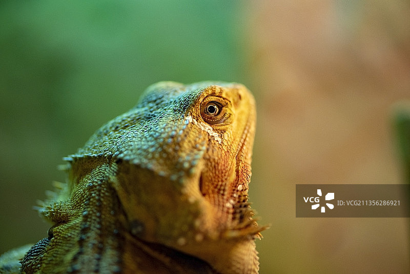 鬣蜥特写，俄罗斯图片素材